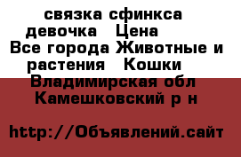 связка сфинкса. девочка › Цена ­ 500 - Все города Животные и растения » Кошки   . Владимирская обл.,Камешковский р-н